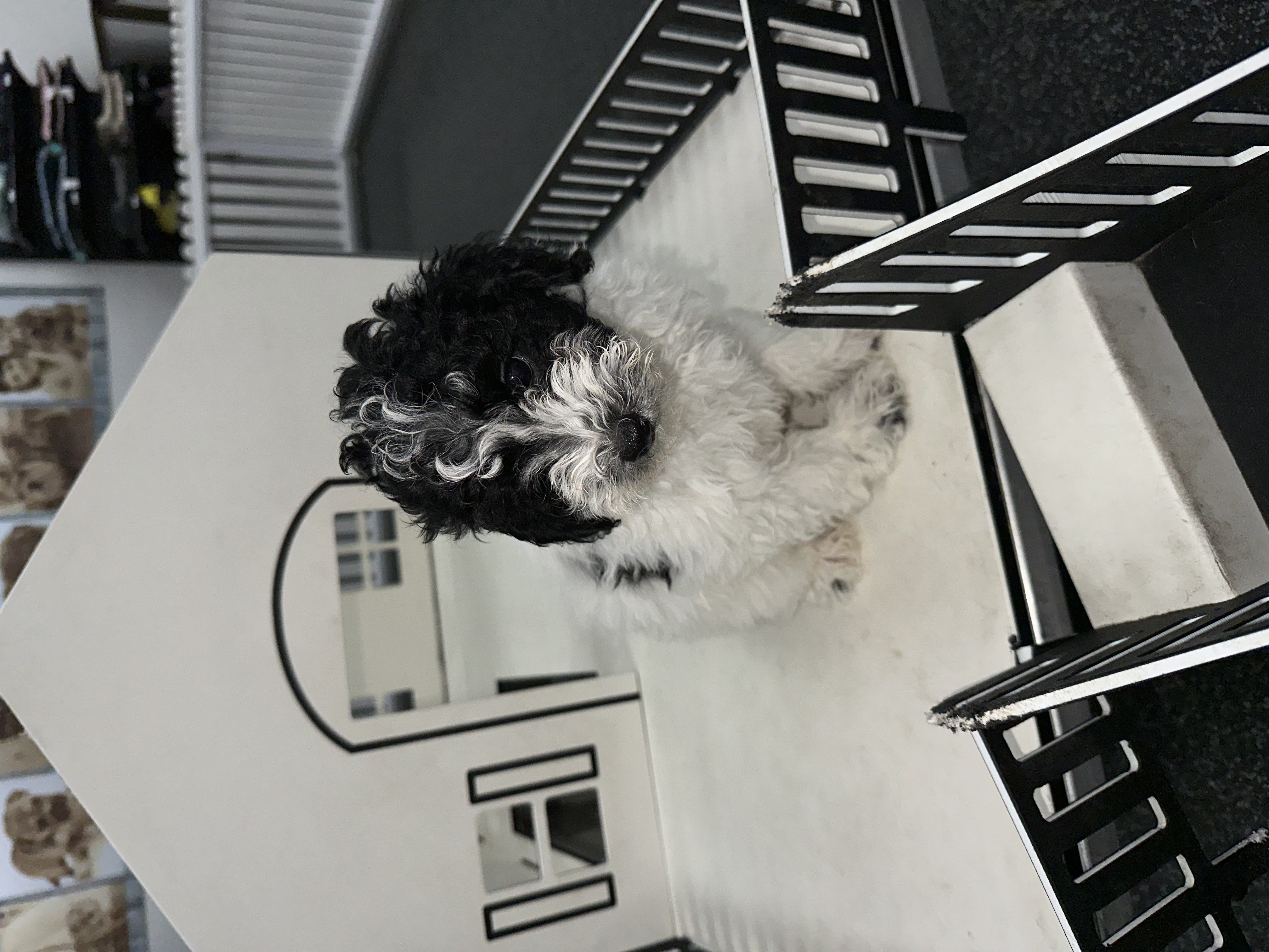 Available for Adoption Hopper Image #1