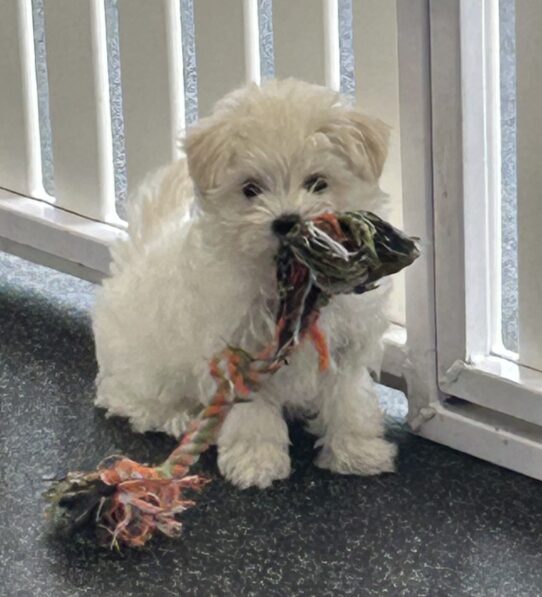 [#25969-01] White M Maltese Puppies For Adoption