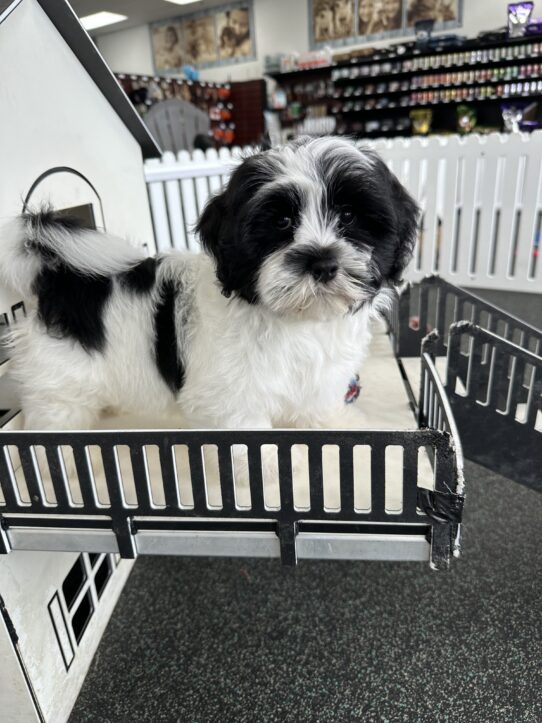[#251065-01] Black / White M Havanese Puppies For Adoption