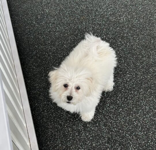 [#25910-03] White F Bichon Frise Puppies For Adoption