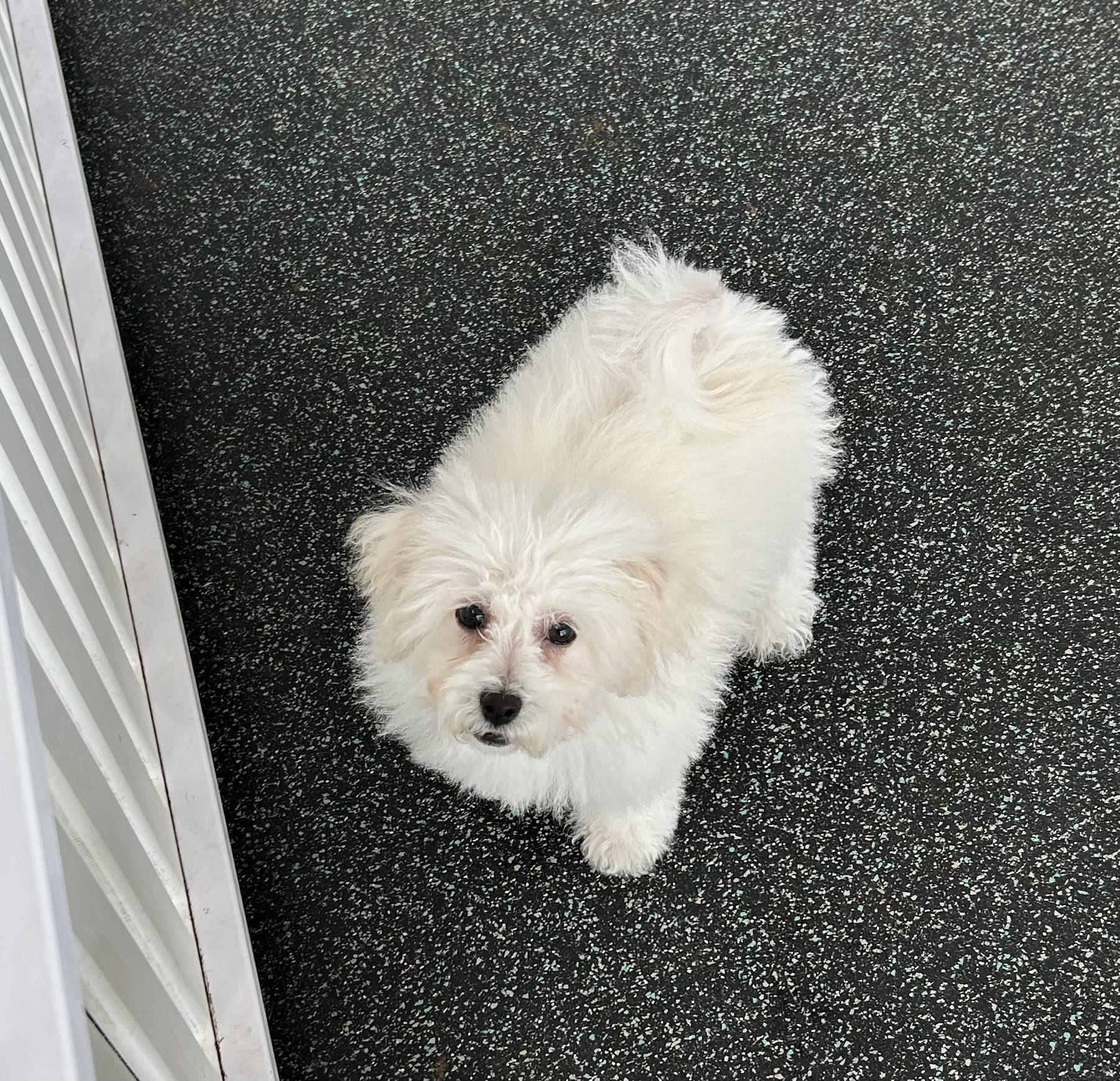 Available for Adoption Sophia Image #1