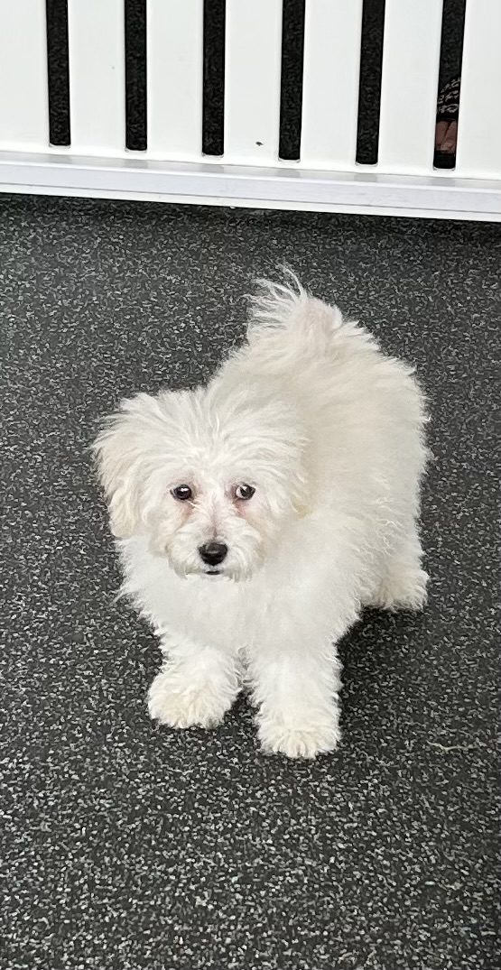 Available for Adoption Sophia Image #4