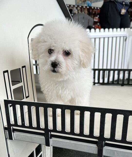 [#25910-03] White F Bichon Frise Puppies For Adoption