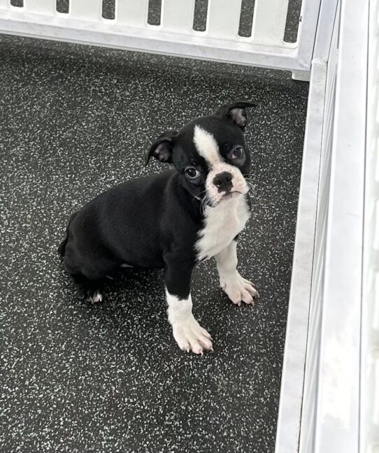 [#251384-05] Black / White F Boston Terrier Puppies For Adoption