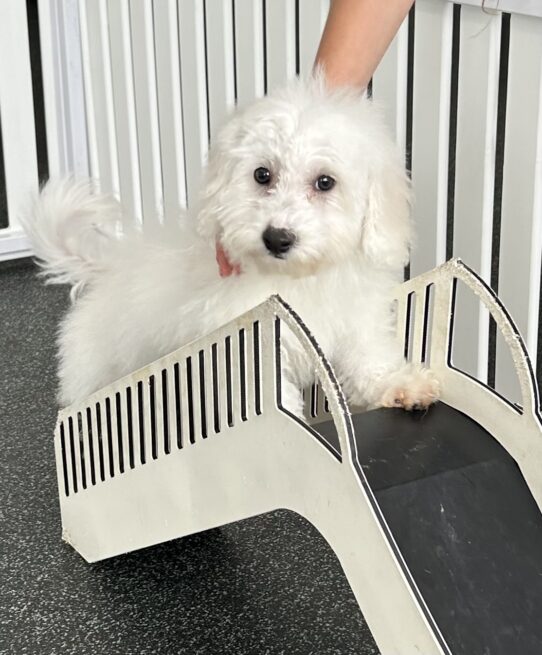 [#25962-09] White M Bichon Frise Puppies For Adoption