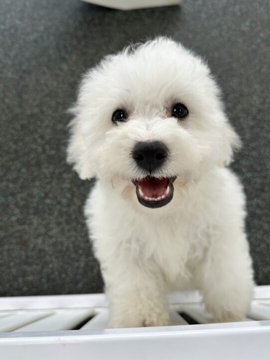 [#25962-09] White M Bichon Frise Puppies For Adoption