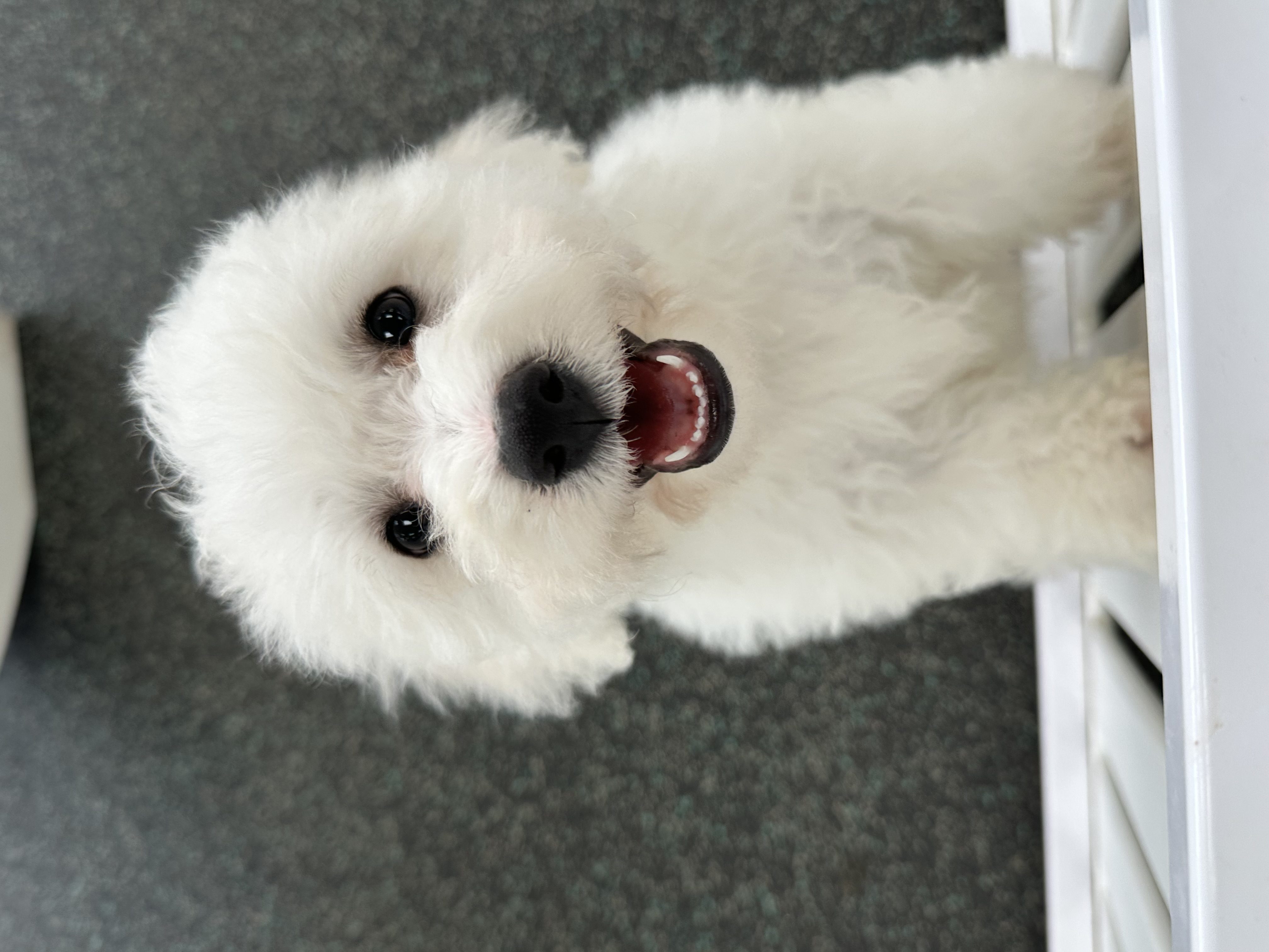Available for Adoption Will Image #1
