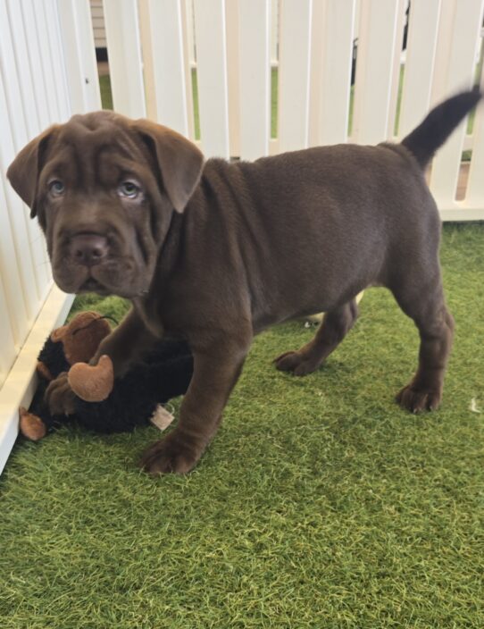 [#25927-05] Chocolate F Hippo Mini Puppies For Adoption