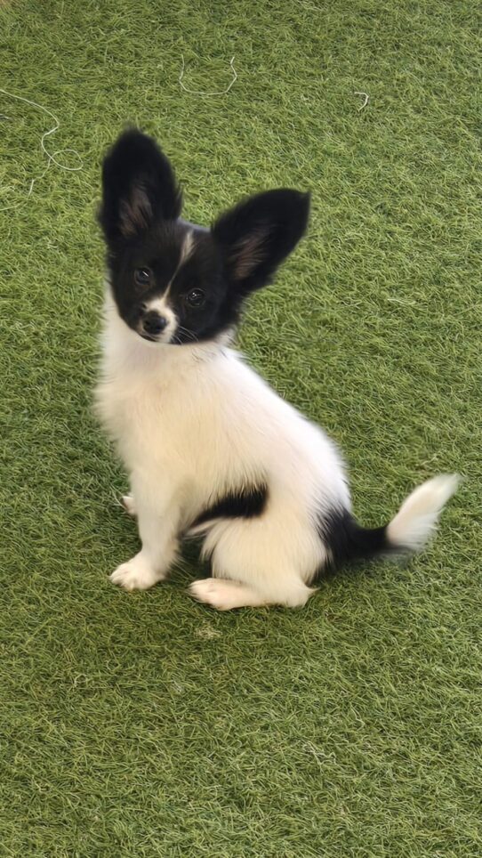 [#251150-01] Black / White M Papillon Puppies For Adoption