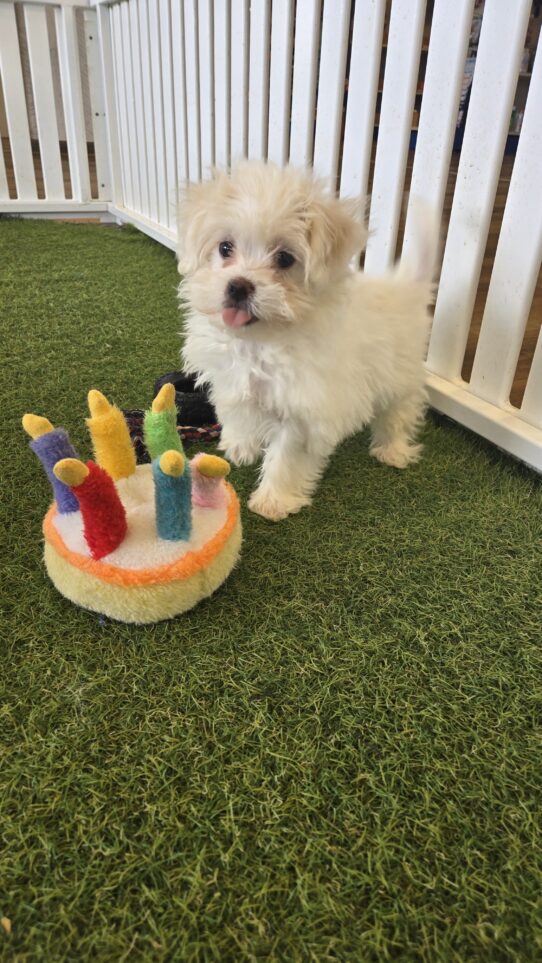 [#25786-04] White M Teddy Bear Puppies For Adoption