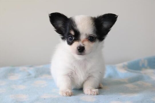 [#25365-02] White / Black M Chihuahua Puppies For Adoption
