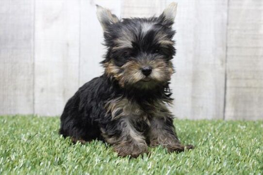 [#25790-05] Black / Tan F Yorkshire Terrier Puppies For Adoption