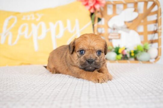 [#251175-03] Sable M Poodle/Pug Puppies For Adoption