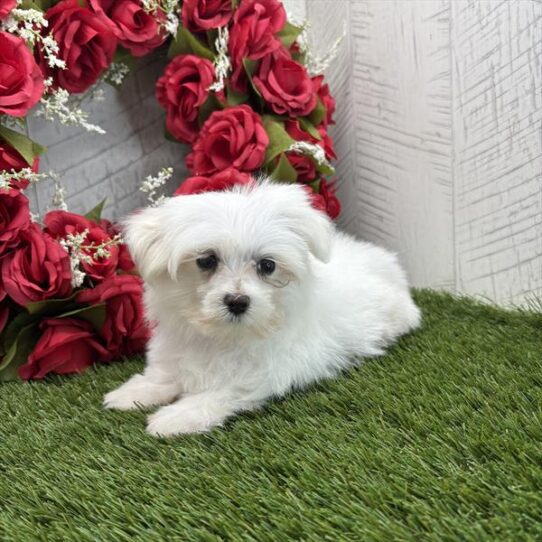 [#25564-03] White M Maltese Puppies For Adoption