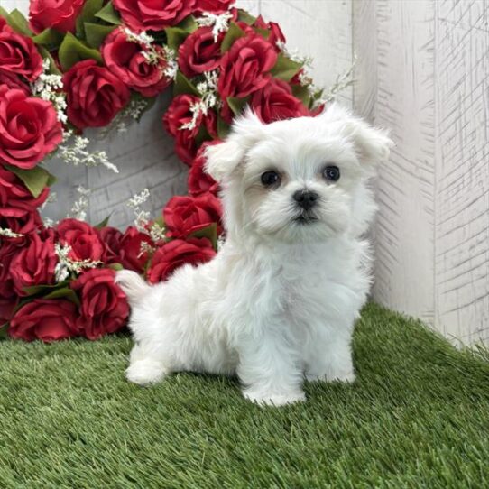 [#25686-01] White M Maltese Puppies For Adoption