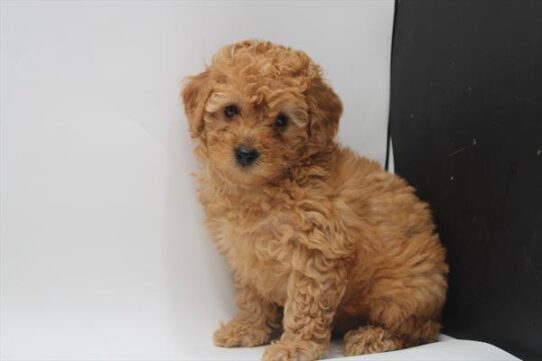 [#25802-01] Light Red M Poodle Mini Puppies For Adoption