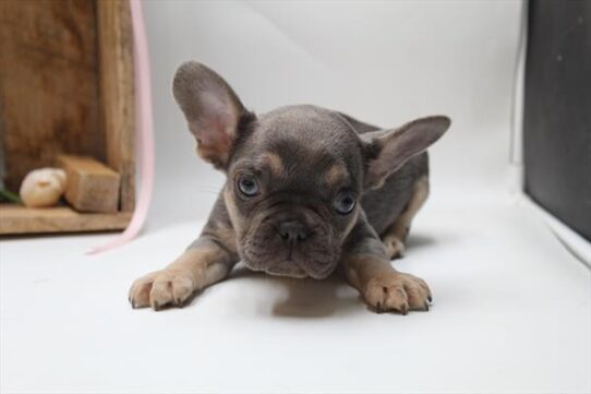 [#25882-03] Lilac / Tan F French Bulldog Puppies For Adoption