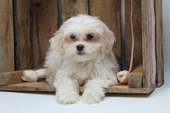 [#25786-07] White F Teddy Bear Puppies For Adoption