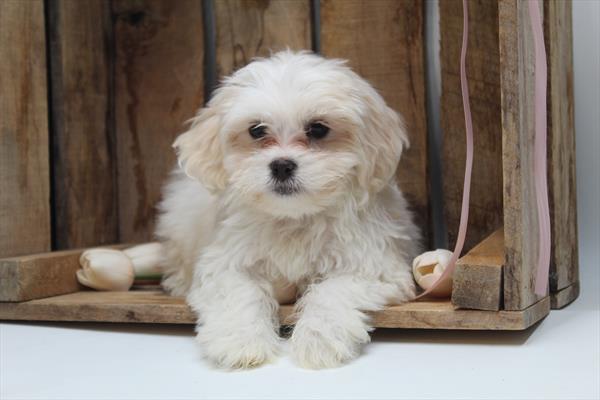 Available for Adoption Terry Image #1