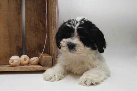 [#25786-02] Black / White M Teddy Bear Puppies For Adoption