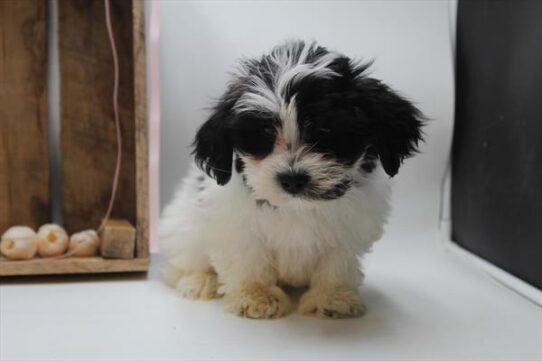 [#25786-01] Black / White M Teddy Bear Puppies For Adoption