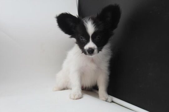 [#251149-01] Black / White M Papillon Puppies For Adoption