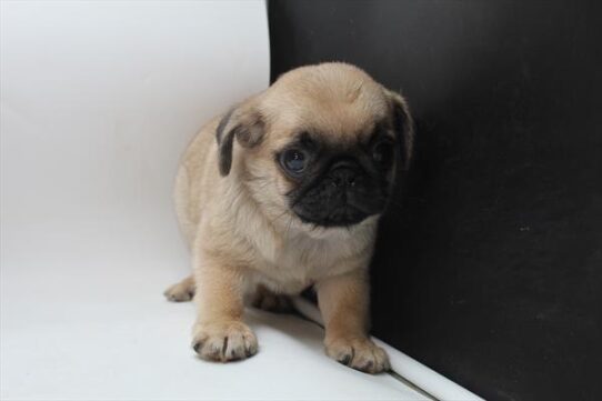 [#251293-01] Fawn M Pug Puppies For Adoption