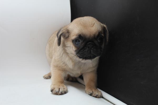 Available for Adoption Jonathan Image #1