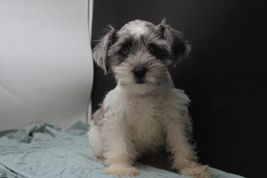 [#251310-03] Blue Merle F Miniature Schnauzer Puppies For Adoption