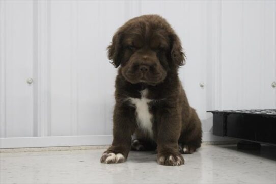 [#25927-04] Chocolate M Hippo Mini Puppies For Adoption
