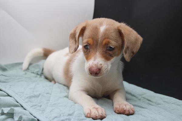 Available for Adoption Max Image #2