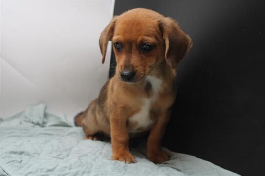 [#251218-01] Brown M Dachshund/Pomeranian Puppies For Adoption