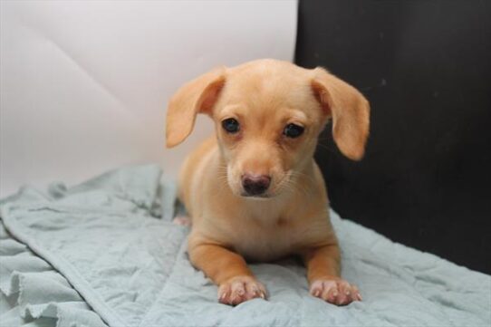 [#251218-02] Cream F Dachshund/Pomeranian Puppies For Adoption
