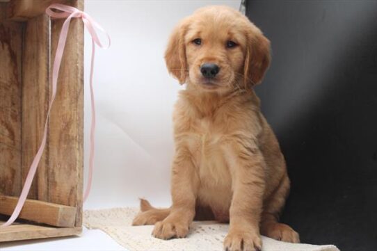 [#251759-02] Red M Golden Retriever Puppies For Adoption