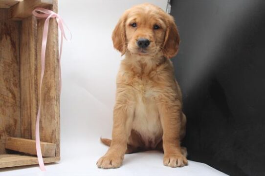[#251759-07] Red F Golden Retriever Puppies For Adoption