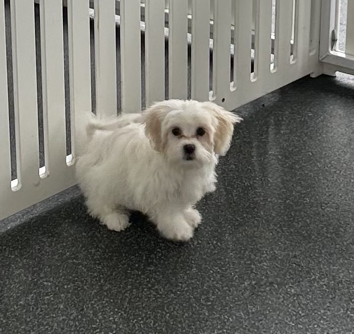 Available for Adoption Terry Image #2