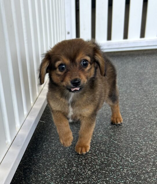 [#251217-01] Chocolate / Tan M Dachshund/Pomeranian Puppies For Adoption