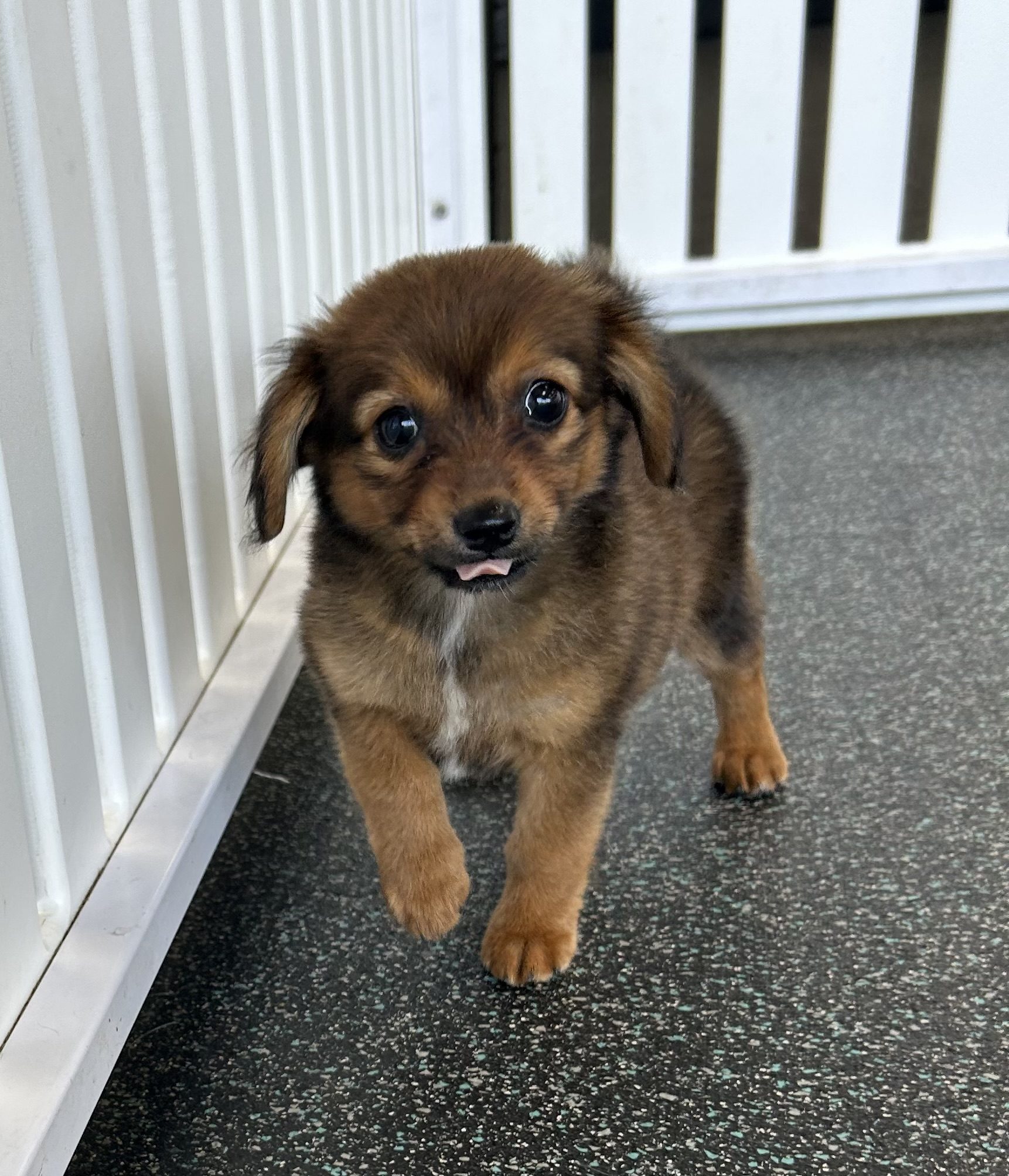 Available for Adoption Becky Image #1