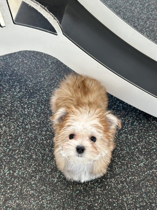 [#25799-05] Brown / Black F Morkie Puppies For Adoption
