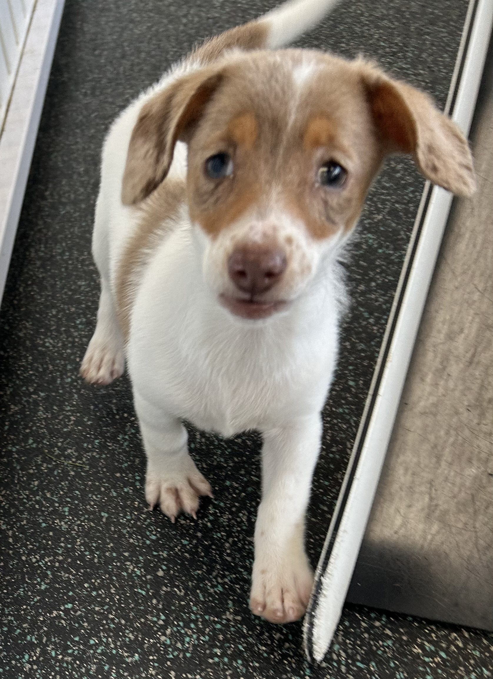 Available for Adoption Max Image #3