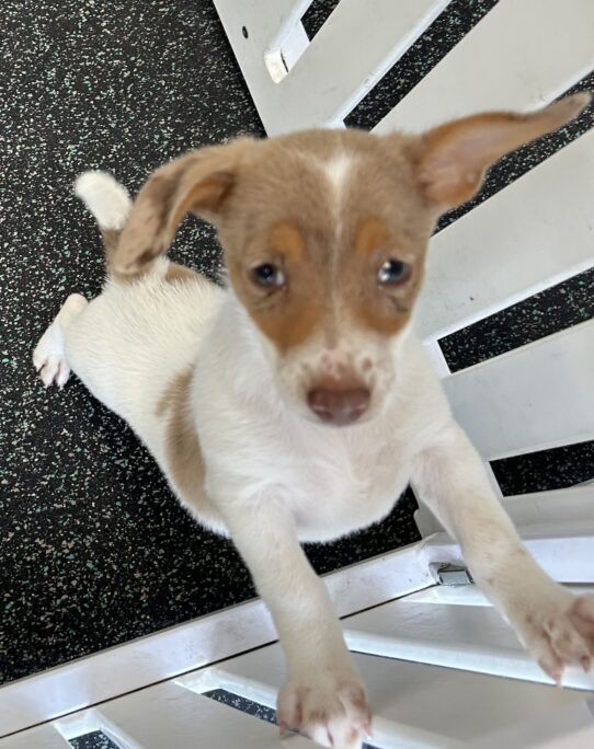 [#251217-02] White / Brown F Dachshund/Pomeranian Puppies For Adoption