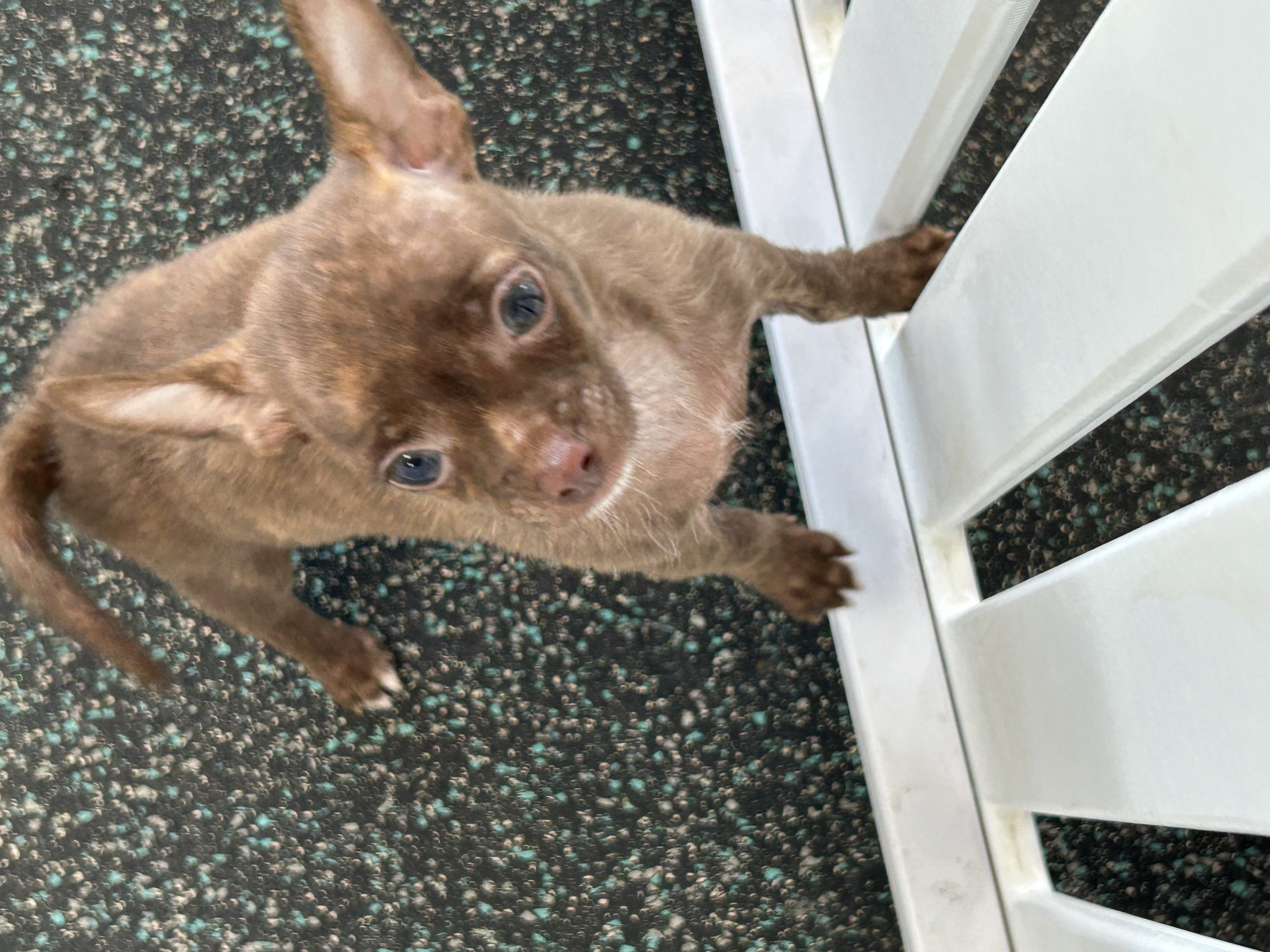 Available for Adoption Steve Image #2
