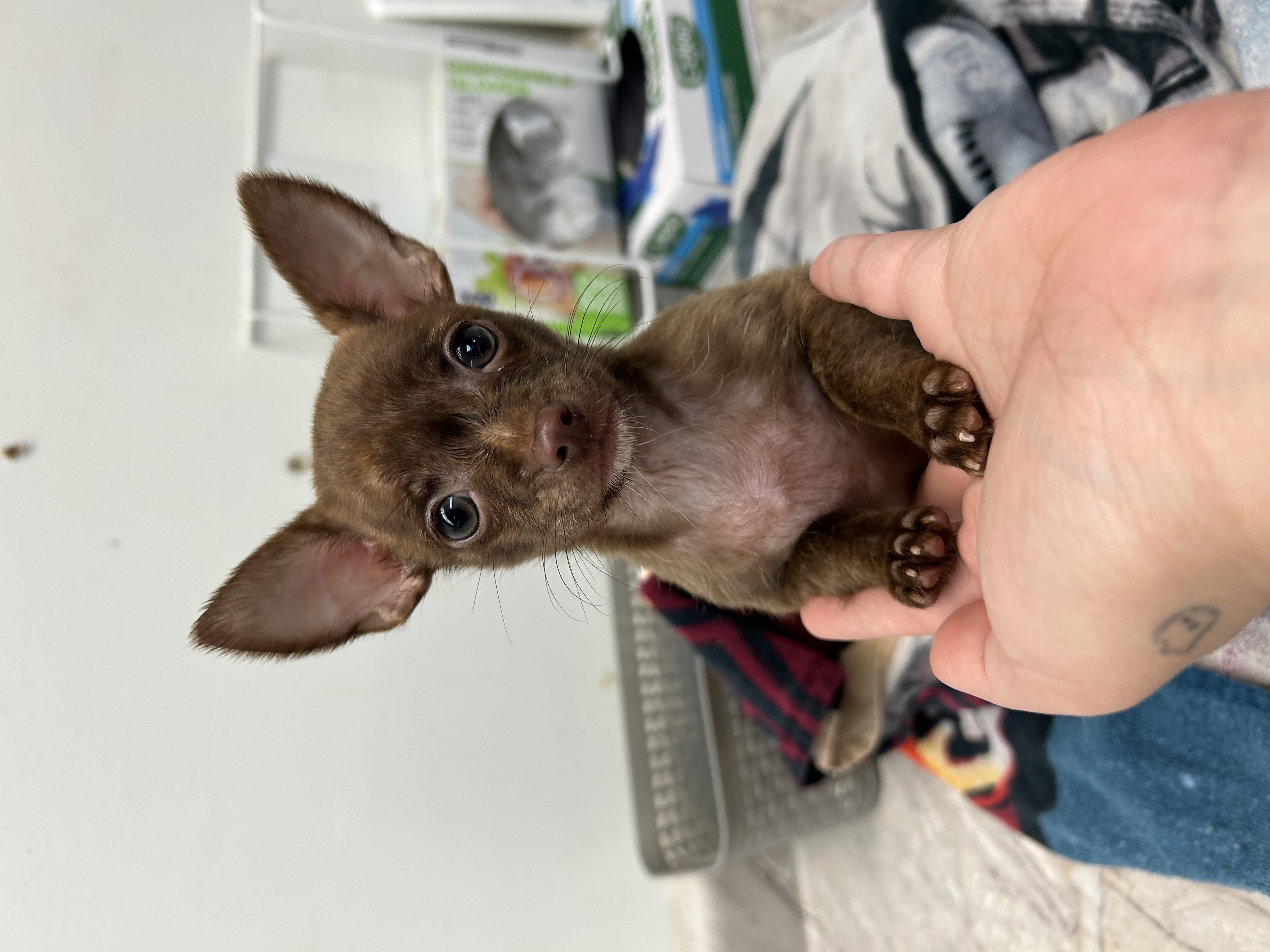 Available for Adoption Steve Image #1