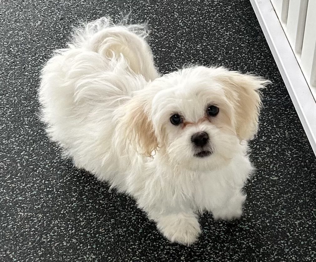 Available for Adoption Terry Image #1
