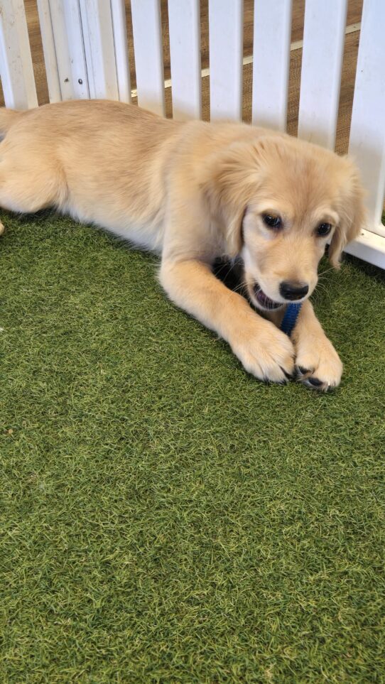 [#251972-07] Golden F Golden Retriever Puppies For Adoption