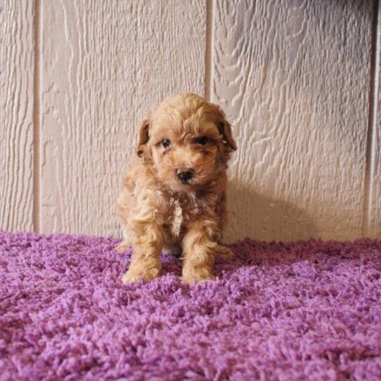 [#251171-04] Apricot F Poodle Mini Puppies For Adoption
