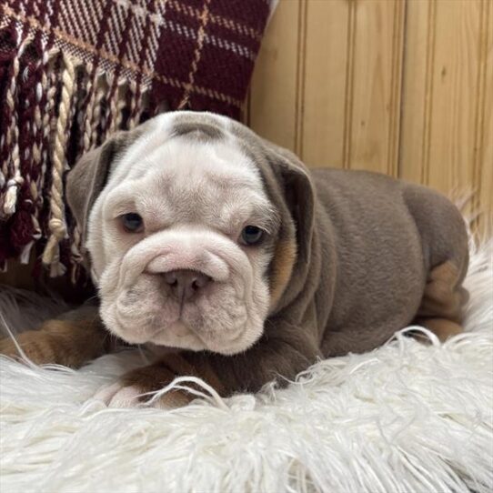 [#251022-05] Lilac F English Bulldog  Puppies For Adoption