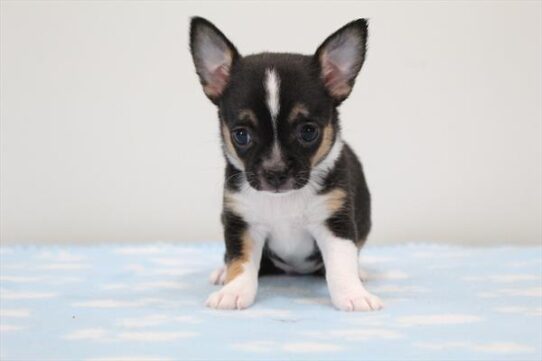 [#251057-02] Tri-Colored F Chihuahua Puppies For Adoption