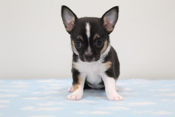 Chihuahua - 5964527 Image #1