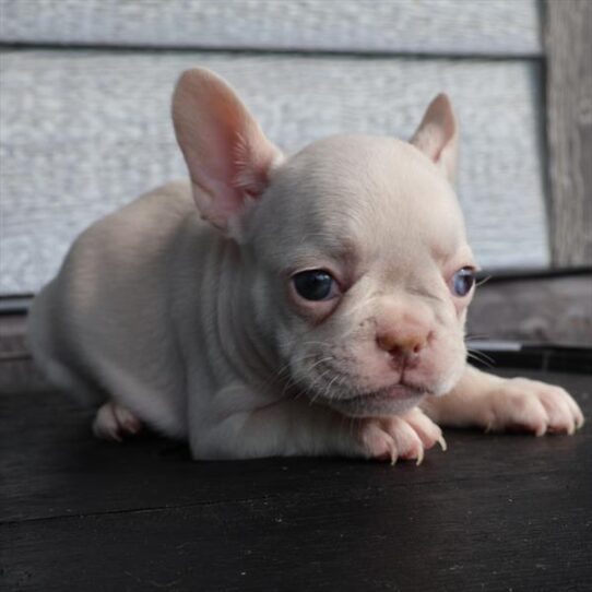 [#251334-05] Platinum F French Bulldog Puppies For Adoption